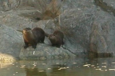 a polar bear standing on top of a rock